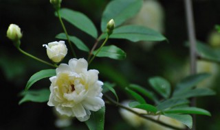 木香花为什么不能种 木香花为什么不能种在家里面