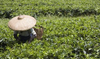 乌龙茶的来历与传说（乌龙茶的来历与传说有关）