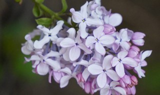 丁香花寓意（丁香花寓意是什么意思）