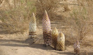 肉苁蓉是什么（肉苁蓉是什么功效与作用）