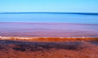 赤潮是什么（赤潮是什么意思）