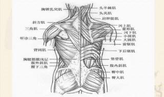 人体有多少块肌肉 人体有多少块骨头?