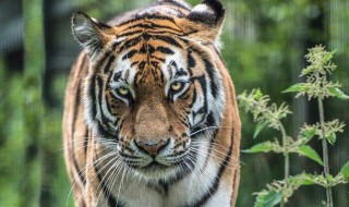 2022年属虎的是什么命（2022年属虎的是什么命缺什么）