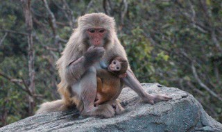 属猴女和什么属相最配(1992属猴女和什么属相最配)