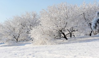 大雪节气吃什么 大雪节气吃什么食物