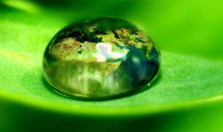 露珠是怎么形成的 植物的露珠是怎么形成的