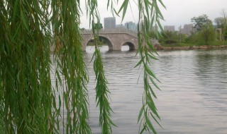 描写柳树的古诗（描写柳树的古诗有哪些）