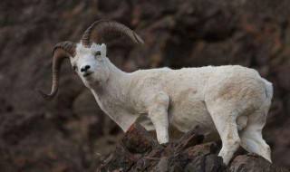 1979年属羊的人什么命（1979年属羊的人2024年的运势及运程）