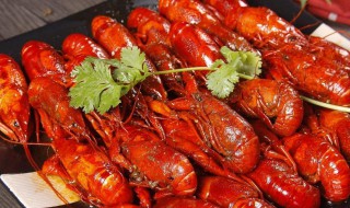 龙虾吃什么食物 龙虾吃什么才能养活