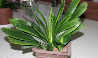 君子兰叶子发黄是什么原因(君子兰叶子发黄怎么了)