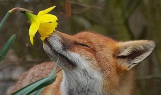 心有猛虎细嗅蔷薇是什么意思(心有猛虎细嗅蔷薇形容什么样的人)