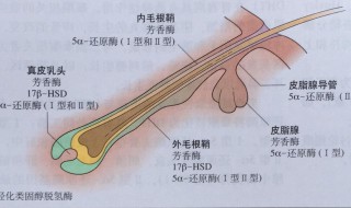 毛孔粗大原因（女性皮肤毛孔粗大原因）