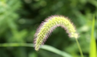 狗尾巴草的花语 狗尾巴草的花语是什么意思 寓意