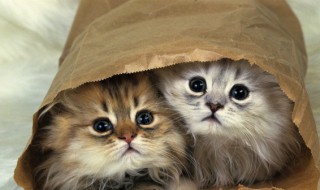 好男不养猫好女不养狗是什么意思 好男人不养猫,好女不养狗