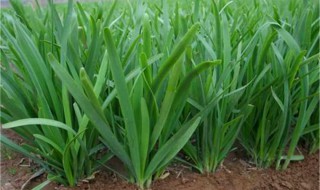 韭菜籽怎么种韭菜籽种植最简单方法（韭菜籽儿怎么种）