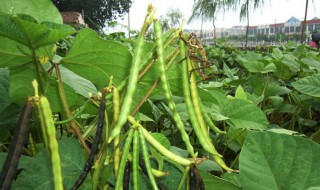 绿豆的种植方法步骤小学生（绿豆怎么种植方法小学生）