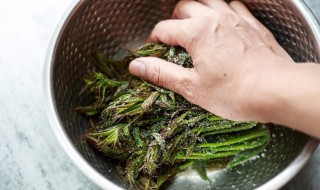 腌香椿的做法大全(腌香椿的做法大全家常)