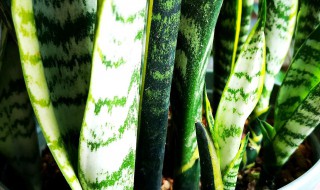 虎皮兰怎么养爆盆快（虎皮兰怎么养爆盆快一点）