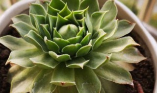 观音莲怎么养爆盆 观音莲怎么养爆盆是盆深好,还是浅好