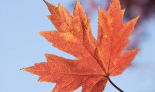 枫树的叶子像什么 枫树的叶子像什么样子
