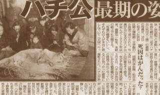 八公的故事（日本忠犬八公的故事）