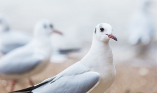 鸽子功效（天麻炖鸽子功效）