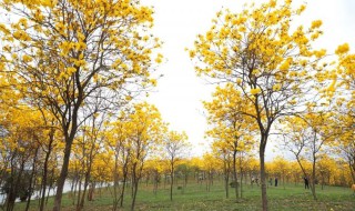 松山湖黄花风铃木怎么导航 松山湖黄花风铃在什么位置