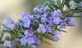 迷迭香的花语及代表意义（迷迭香的花有什么作用）