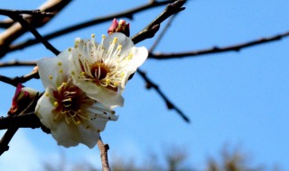 白梅花有什么寓意（白梅花寓意是什么）