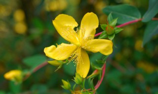 金丝桃花的寓意和象征（金丝桃花的花语）