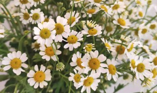 洋甘菊花语寓意（洋甘菊花语寓意和象征）