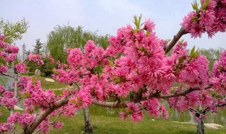 桃花什么季节开 桃花什么季节开花结果