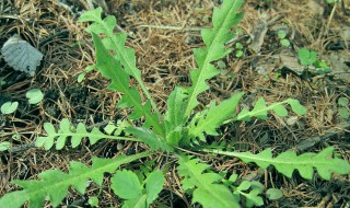 如何清洗荠菜 如何清洗荠菜最干净