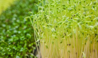 豆苗怎么种植（豆苗怎么种植水培）