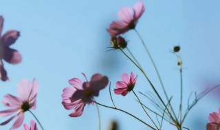 那些花儿表达的是什么（那些花儿表达的是什么学生）