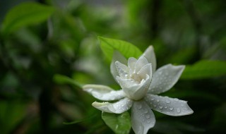 栀子花修剪时间和方法（栀子花修剪时间和方法图片）