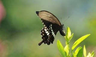 蝴蝶特点（蝴蝶特点介绍）