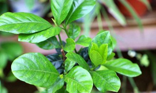 栀子花叶子发黄（栀子花叶子发黄怎么回事）