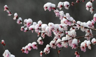 桃花雪是什么时候（桃花雪是什么时候发行的）