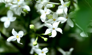 五瓣丁香花的含义（五瓣丁香花的含义是什么）