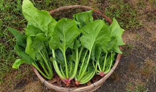 菠菜炖豆腐的家常做法 菠菜炖豆腐的家常做法窍门