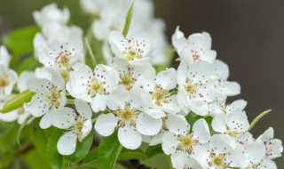 梨花的花语及象征意义