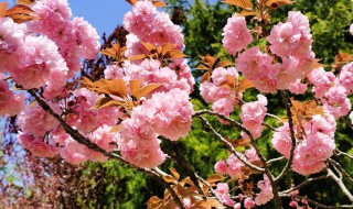 樱草花花语 樱草 花语