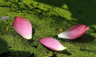 池上碧苔三两点（池上碧苔三两点下一句）