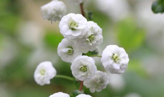 喷雪花花语（喷雪花的花语）