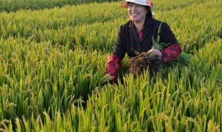 世界上最早种植水稻的国家是 世界上最早种植水稻的国家是中国