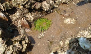 海葵怎么储藏（海葵怎么储藏最好）