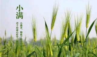 小满节气吃什么水果（小满节气吃点啥）