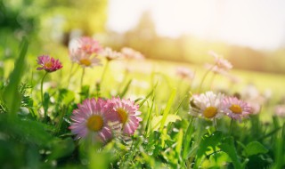 什么水浇花花长的旺（什么水有利于浇花）