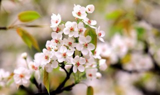 梨花花语（梨花花语是什么意思）